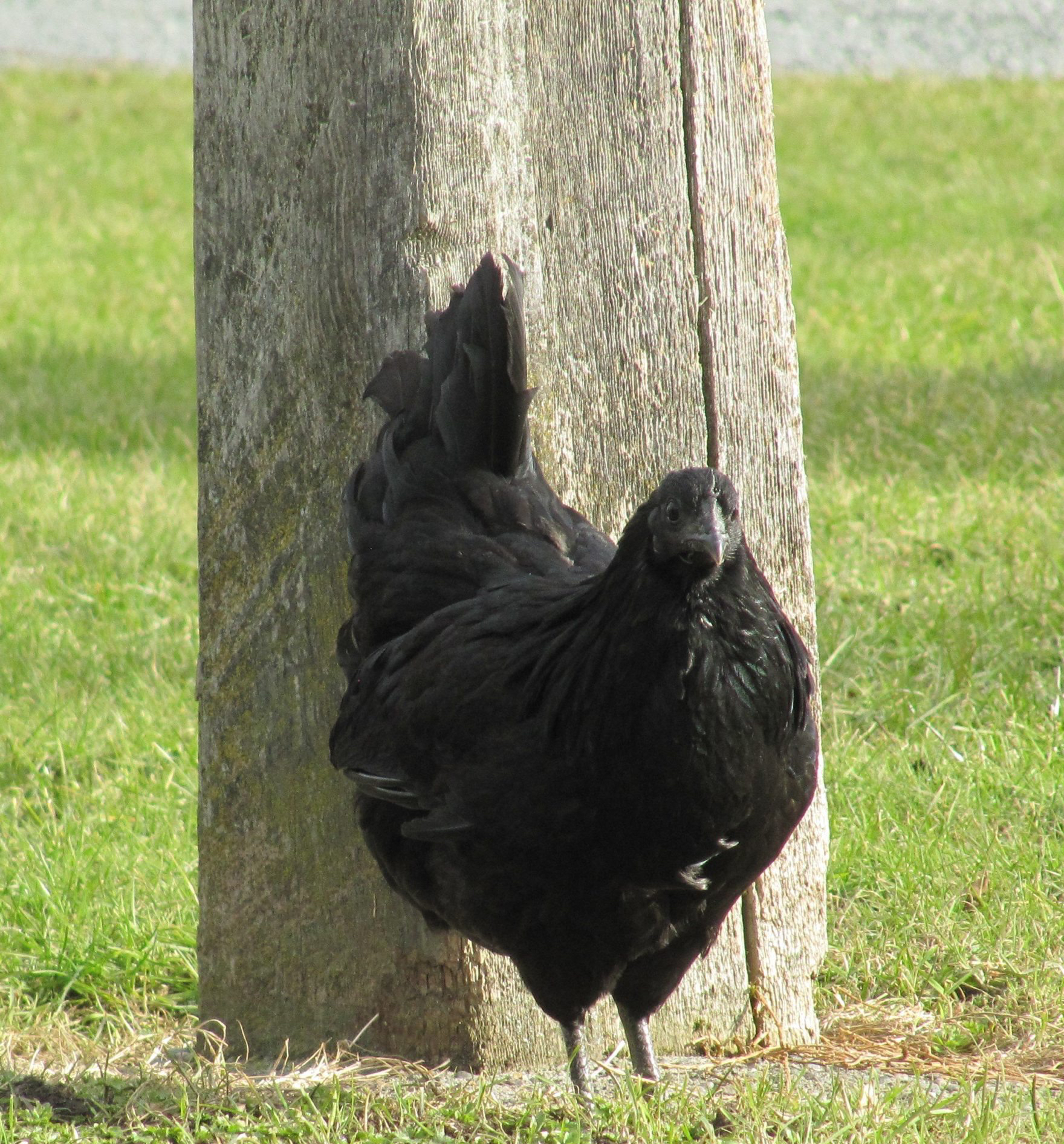 Chuck The Chicken